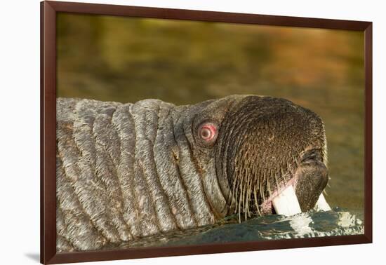 Walrus Displays Tusks along Hudson Bay, Nunavut, Canada-Paul Souders-Framed Photographic Print