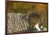 Walrus Displays Tusks along Hudson Bay, Nunavut, Canada-Paul Souders-Framed Photographic Print