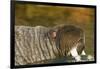 Walrus Displays Tusks along Hudson Bay, Nunavut, Canada-Paul Souders-Framed Photographic Print