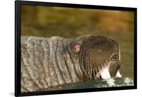 Walrus Displays Tusks along Hudson Bay, Nunavut, Canada-Paul Souders-Framed Photographic Print