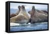 Walrus Herd, Hudson Bay, Nunavut, Canada-Paul Souders-Framed Stretched Canvas