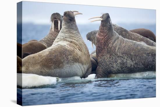 Walrus Herd, Hudson Bay, Nunavut, Canada-Paul Souders-Stretched Canvas