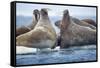 Walrus Herd, Hudson Bay, Nunavut, Canada-Paul Souders-Framed Stretched Canvas