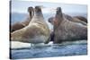 Walrus Herd, Hudson Bay, Nunavut, Canada-Paul Souders-Stretched Canvas