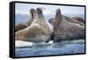 Walrus Herd, Hudson Bay, Nunavut, Canada-Paul Souders-Framed Stretched Canvas