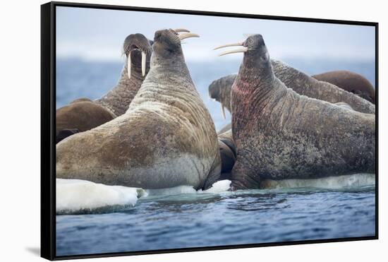 Walrus Herd, Hudson Bay, Nunavut, Canada-Paul Souders-Framed Stretched Canvas