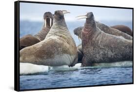 Walrus Herd, Hudson Bay, Nunavut, Canada-Paul Souders-Framed Stretched Canvas