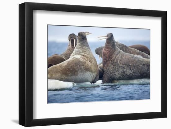 Walrus Herd, Hudson Bay, Nunavut, Canada-Paul Souders-Framed Premium Photographic Print