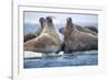 Walrus Herd, Hudson Bay, Nunavut, Canada-Paul Souders-Framed Photographic Print