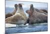 Walrus Herd, Hudson Bay, Nunavut, Canada-Paul Souders-Mounted Photographic Print