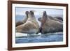 Walrus Herd, Hudson Bay, Nunavut, Canada-Paul Souders-Framed Photographic Print