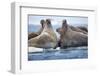 Walrus Herd, Hudson Bay, Nunavut, Canada-Paul Souders-Framed Photographic Print