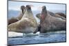 Walrus Herd, Hudson Bay, Nunavut, Canada-Paul Souders-Mounted Photographic Print