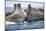 Walrus Herd, Hudson Bay, Nunavut, Canada-Paul Souders-Mounted Photographic Print