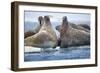 Walrus Herd, Hudson Bay, Nunavut, Canada-Paul Souders-Framed Photographic Print