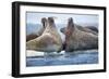 Walrus Herd, Hudson Bay, Nunavut, Canada-Paul Souders-Framed Photographic Print