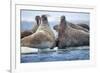 Walrus Herd, Hudson Bay, Nunavut, Canada-Paul Souders-Framed Photographic Print