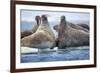 Walrus Herd, Hudson Bay, Nunavut, Canada-Paul Souders-Framed Photographic Print