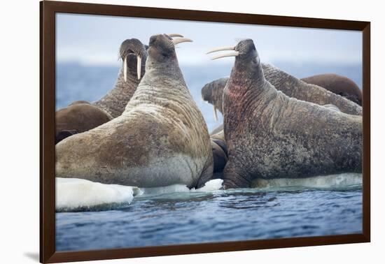 Walrus Herd, Hudson Bay, Nunavut, Canada-Paul Souders-Framed Photographic Print