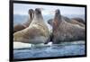 Walrus Herd, Hudson Bay, Nunavut, Canada-Paul Souders-Framed Photographic Print