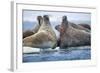 Walrus Herd, Hudson Bay, Nunavut, Canada-Paul Souders-Framed Photographic Print