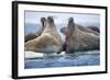 Walrus Herd, Hudson Bay, Nunavut, Canada-Paul Souders-Framed Photographic Print