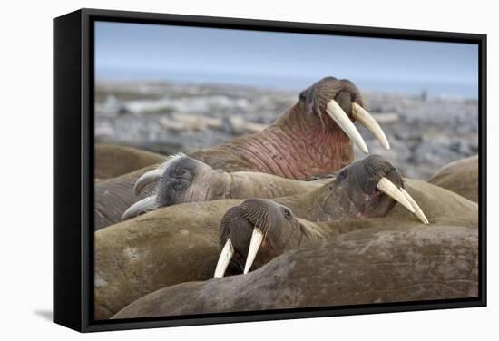 Walrus Herd Lying on Beach-Paul Souders-Framed Stretched Canvas