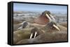 Walrus Herd Lying on Beach-Paul Souders-Framed Stretched Canvas