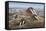 Walrus Herd Lying on Beach-Paul Souders-Framed Stretched Canvas