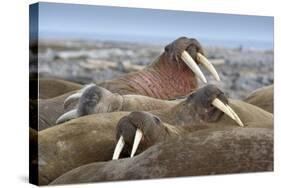 Walrus Herd Lying on Beach-Paul Souders-Stretched Canvas
