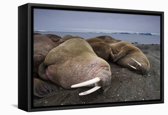 Walrus Herd Lying on Beach-Paul Souders-Framed Stretched Canvas