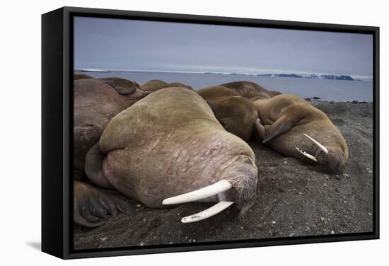 Walrus Herd Lying on Beach-Paul Souders-Framed Stretched Canvas