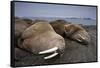 Walrus Herd Lying on Beach-Paul Souders-Framed Stretched Canvas