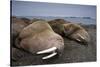 Walrus Herd Lying on Beach-Paul Souders-Stretched Canvas