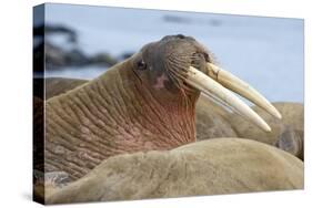 Walrus Herd Lying on Beach-Paul Souders-Stretched Canvas