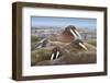 Walrus Herd Lying on Beach-Paul Souders-Framed Photographic Print