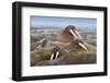 Walrus Herd Lying on Beach-Paul Souders-Framed Photographic Print