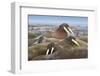 Walrus Herd Lying on Beach-Paul Souders-Framed Photographic Print