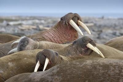 https://imgc.allpostersimages.com/img/posters/walrus-herd-lying-on-beach_u-L-PZNCWK0.jpg?artPerspective=n