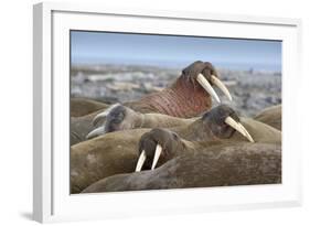 Walrus Herd Lying on Beach-Paul Souders-Framed Photographic Print