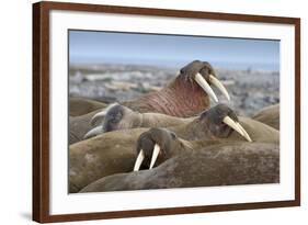 Walrus Herd Lying on Beach-Paul Souders-Framed Photographic Print