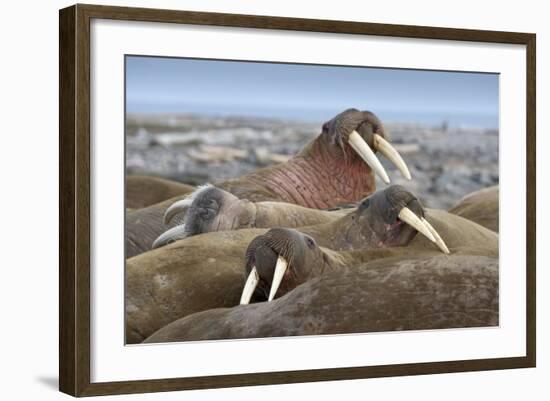 Walrus Herd Lying on Beach-Paul Souders-Framed Photographic Print