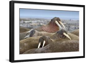 Walrus Herd Lying on Beach-Paul Souders-Framed Photographic Print