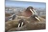 Walrus Herd Lying on Beach-Paul Souders-Mounted Photographic Print