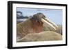 Walrus Herd Lying on Beach-Paul Souders-Framed Photographic Print