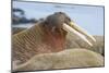 Walrus Herd Lying on Beach-Paul Souders-Mounted Photographic Print