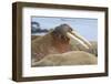 Walrus Herd Lying on Beach-Paul Souders-Framed Photographic Print