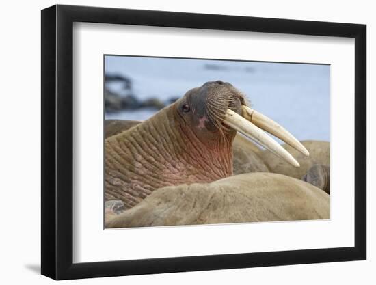 Walrus Herd Lying on Beach-Paul Souders-Framed Photographic Print