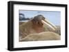 Walrus Herd Lying on Beach-Paul Souders-Framed Photographic Print