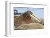 Walrus Herd Lying on Beach-Paul Souders-Framed Photographic Print